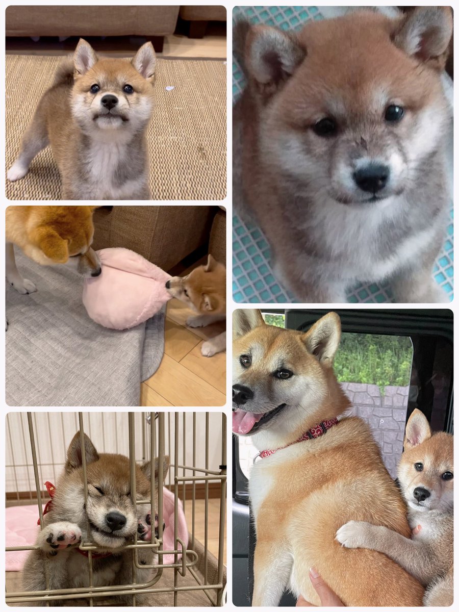 shiba_suzu_kina's tweet photo. 金曜日だーーーー❣️
5月13日の今日は、きなこうちの子記念日🎂&amp;すずがお姉ちゃんになった日🐶
犬ってこんなにイタズラするんだと震える日々だけど我が家に笑いが増えました🤣
うちの子になってくれてありがとう❤️💛 https://t.co/aOpOtiM9mY