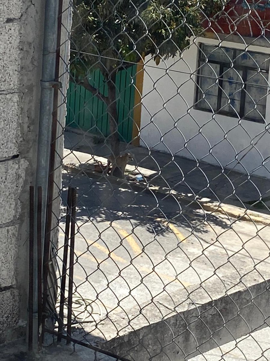 RjuarezPue's tweet image. En Calle Tezozomoc, Col Lomas de San Miguel, tienen a un perrito amarrado a un árbol, día y noche, no se puede mover de lo corta que es la cuerda, no le dan agua, ni comida, lleva días ahí, y con este calor y frío. ¡Está siendo maltratado y VIOLENTADO! @IBAGobPue urge su atención
