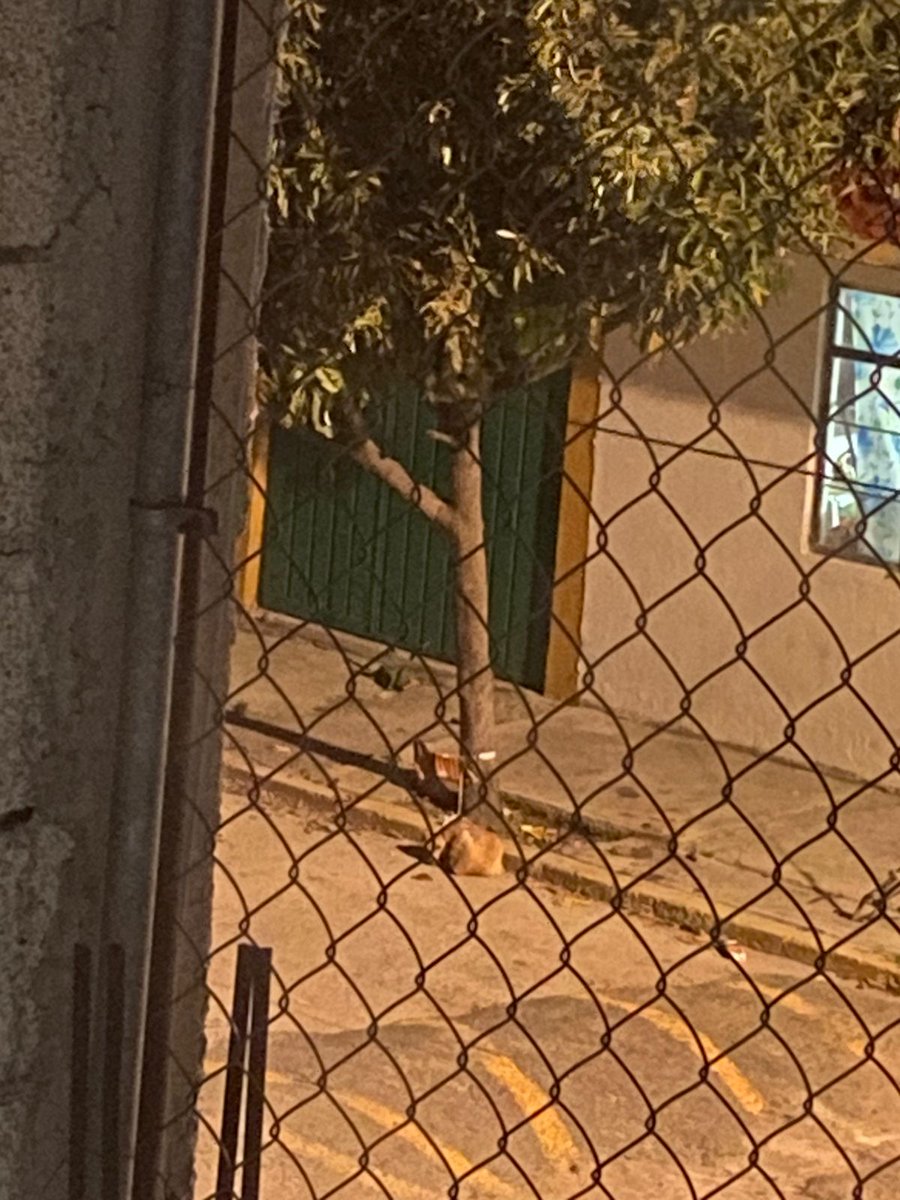 RjuarezPue's tweet image. En Calle Tezozomoc, Col Lomas de San Miguel, tienen a un perrito amarrado a un árbol, día y noche, no se puede mover de lo corta que es la cuerda, no le dan agua, ni comida, lleva días ahí, y con este calor y frío. ¡Está siendo maltratado y VIOLENTADO! @IBAGobPue urge su atención
