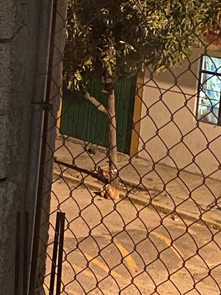 RjuarezPue's tweet image. En Calle Tezozomoc, Col Lomas de San Miguel, tienen a un perrito amarrado a un árbol, día y noche, no se puede mover de lo corta que es la cuerda, no le dan agua, ni comida, lleva días ahí, y con este calor y frío. ¡Está siendo maltratado y VIOLENTADO! @IBAGobPue urge su atención