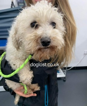 The_Animal_Team's tweet photo. Female adult,#BichonFrise #found no chip, no tag, near #EdgeLane #Liverpool #L7 area, 9/5/22. https://t.co/uCQBUbFKQM #dogsoftwitter #dogs #FoundDog #StrayDog https://t.co/6ije1vvtGZ