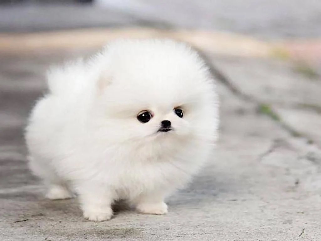GMUTJL's tweet photo. @drkamaraloading 🤗🐶 https://t.co/1TPfJj5F6g