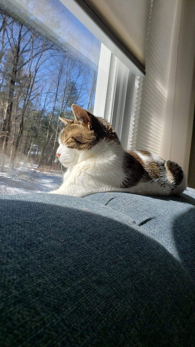 My Greggy went over the rainbow on Monday. He was 18. I miss him so much.
