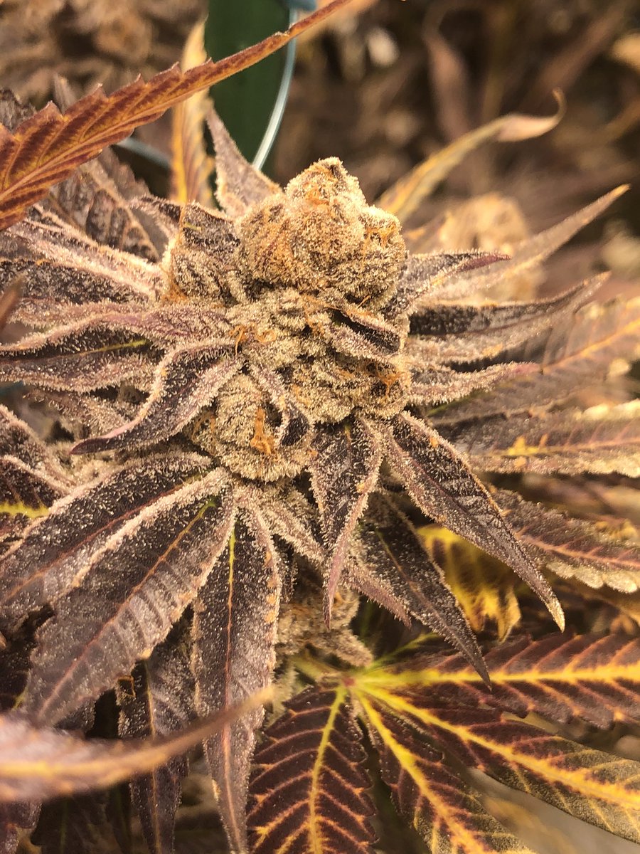ColoradoDANK's tweet photo. 📸 Purple Punch. This hybrid shines as a session bud that doesn’t disappoint. Cultivating since 2009, this flower is as beautiful as she is tasty. It’s one of those “must-try” strains at DANK. Like it? #denver420 #bestdispensary #coloradocannabis https://t.co/ReNpLbhVA0