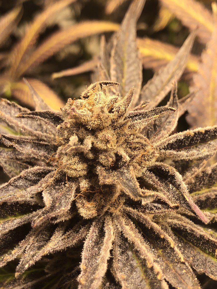 ColoradoDANK's tweet photo. 📸 Purple Punch. This hybrid shines as a session bud that doesn’t disappoint. Cultivating since 2009, this flower is as beautiful as she is tasty. It’s one of those “must-try” strains at DANK. Like it? #denver420 #bestdispensary #coloradocannabis https://t.co/ReNpLbhVA0