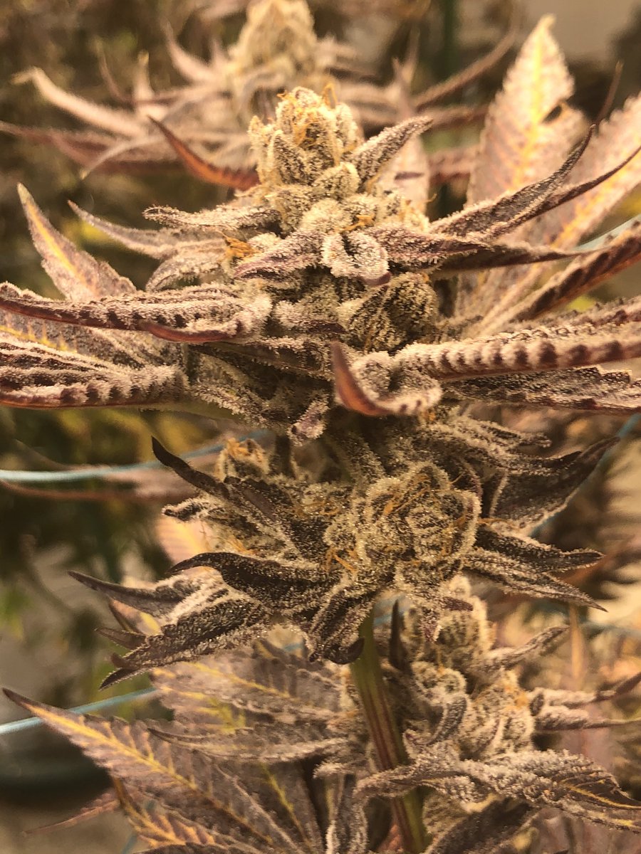 ColoradoDANK's tweet photo. 📸 Purple Punch. This hybrid shines as a session bud that doesn’t disappoint. Cultivating since 2009, this flower is as beautiful as she is tasty. It’s one of those “must-try” strains at DANK. Like it? #denver420 #bestdispensary #coloradocannabis https://t.co/ReNpLbhVA0