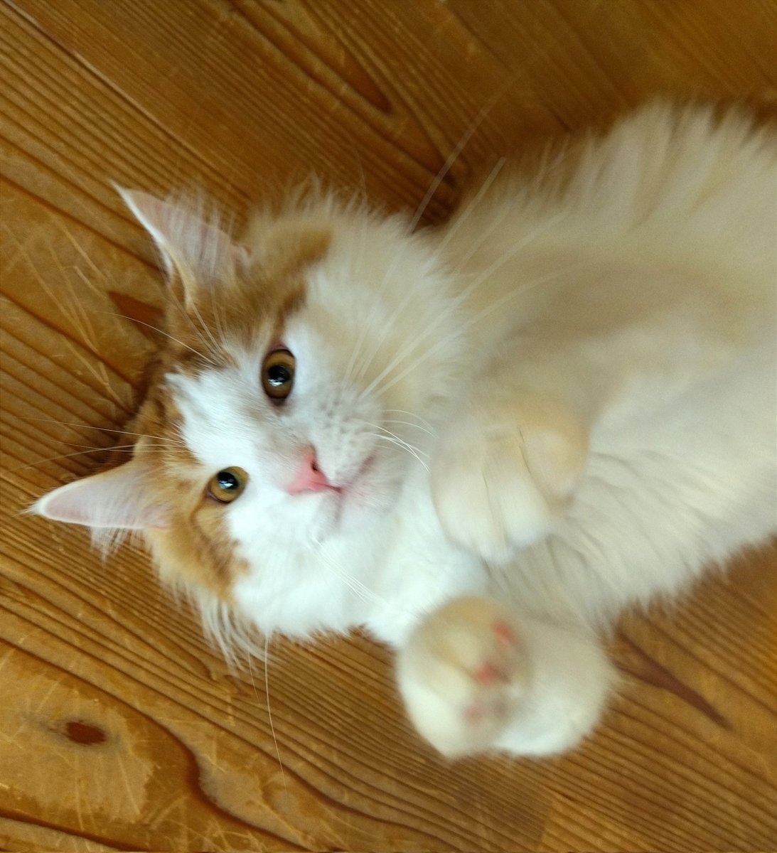 mainecoon_sette's tweet photo. 原監督で おはようございます🐾⚾
#メインクーン #メインクーン男の子 #長毛猫 #猫 #猫のいる暮らし #今日の猫 #朝 #おはようございます #原監督 #原ポーズ #maincoon #maincoonlovers #maincoonboy #cat #todayscat #goodmorning #baseballmanager #tatsunorihara https://t.co/gWsm2slIgX
