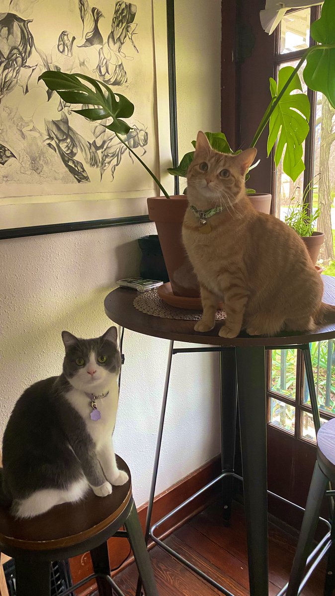 HannahRoberts29's tweet photo. How did I end up with the actual cutest pets on the planet https://t.co/Q3S9YOQHBe