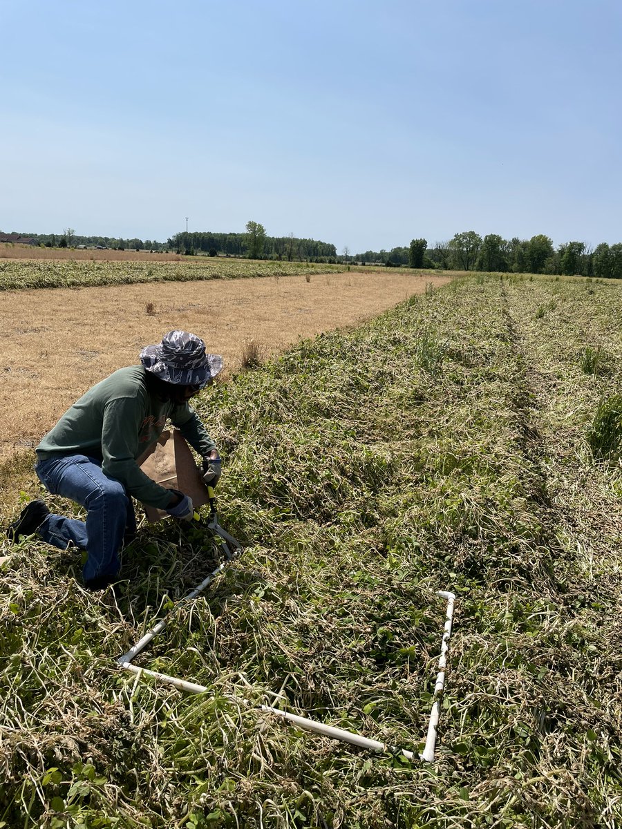 PrezaFontes's tweet photo. Today we wrapped up our #CoverCrop sampling for the season. Decent Balansa Clover biomass at SE Indiana @CoverCropDr @PurdueAgronomy @Asmita_Purdue @DrRichardRoth https://t.co/WuIBOJIiCJ
