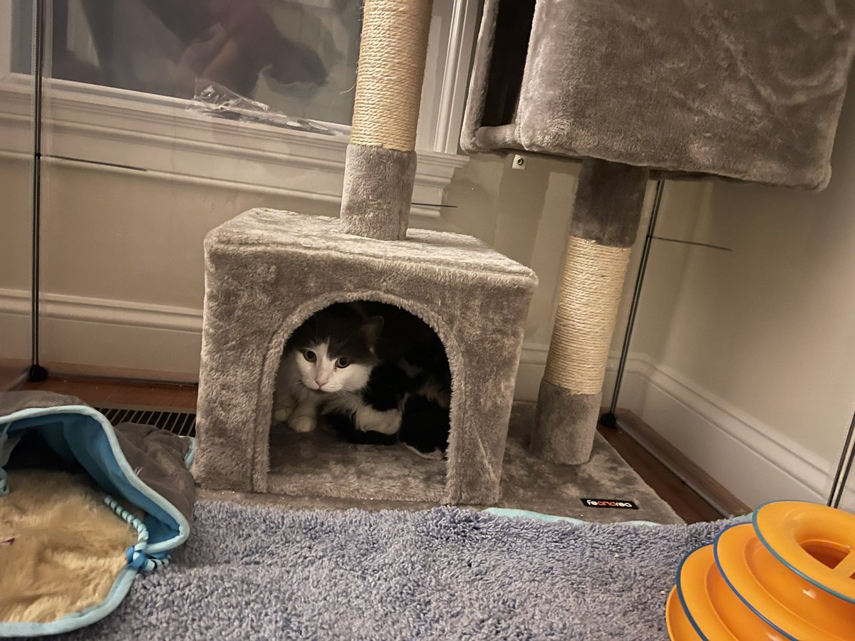 heyprofbow's tweet photo. #TinyPotatoes update
In new cave. One of the potatoes tests out his tiny potato murder paws. https://t.co/ImAT6cG9qT