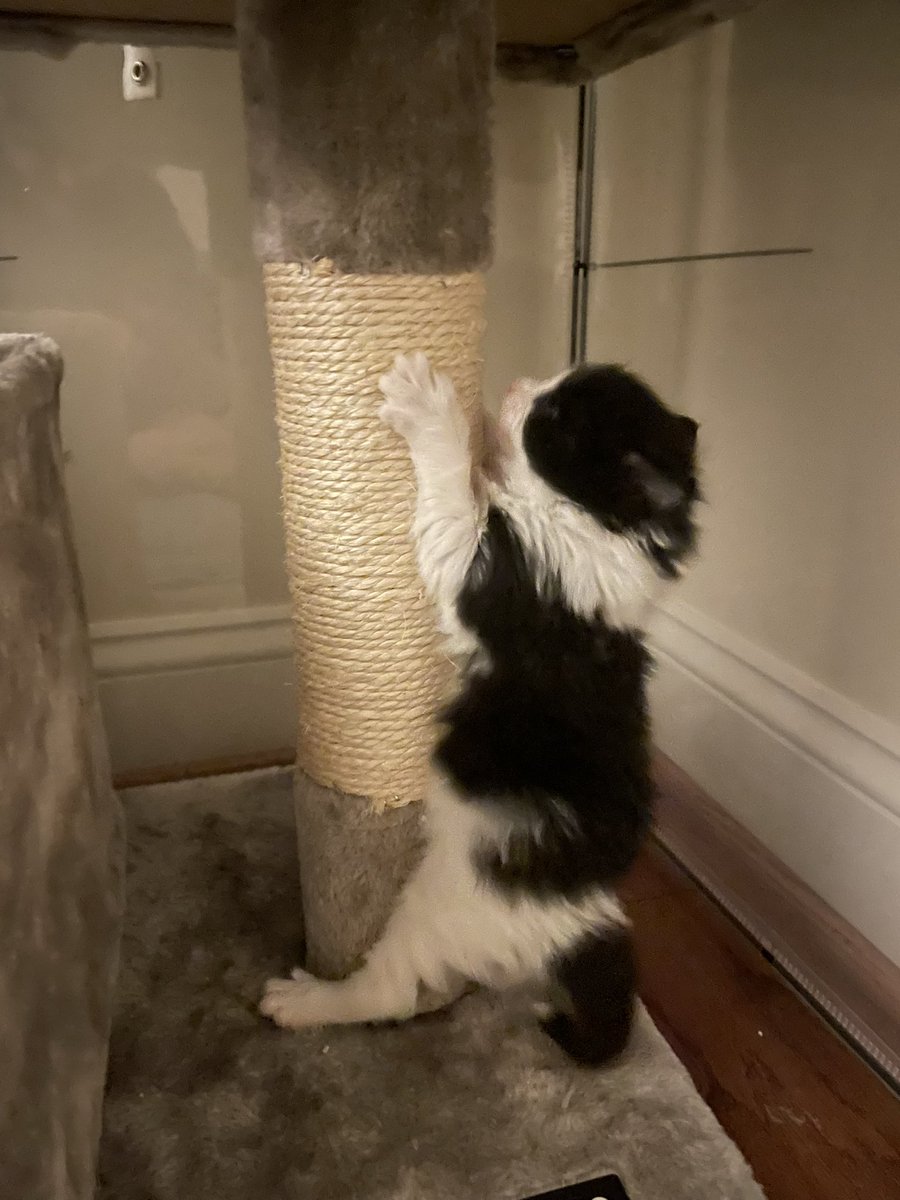 heyprofbow's tweet photo. #TinyPotatoes update
In new cave. One of the potatoes tests out his tiny potato murder paws. https://t.co/ImAT6cG9qT