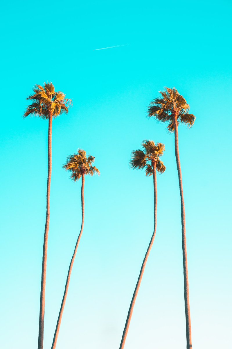 🌴🌴🌴🌴