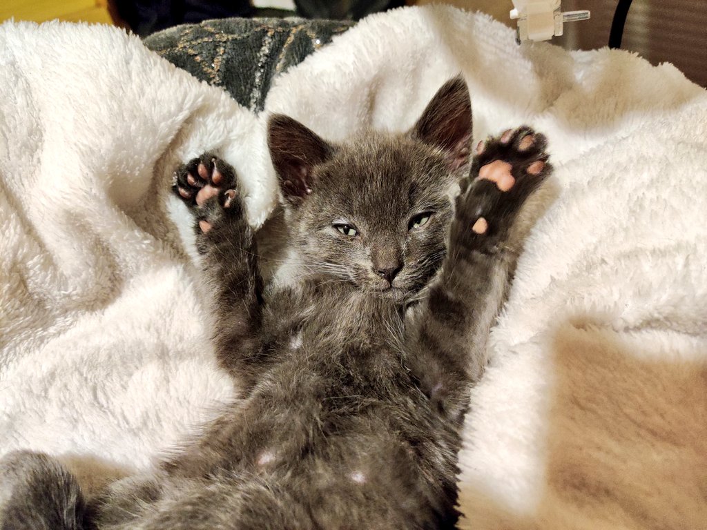 RenaudBoyaval's tweet photo. Magnifique mon petit Chucky 😻 #Chat #Chaton #BebeChat https://t.co/C2g80fPdez