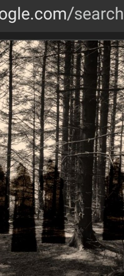 layne_calry's tweet photo. Have a spooky forest photo found on google https://t.co/vAqdM5tDqq