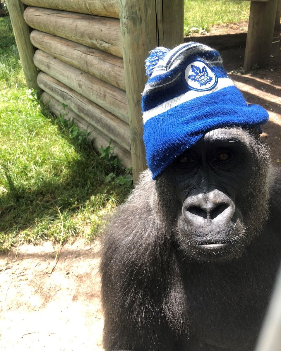 TheTorontoZoo's tweet photo. Go @MapleLeafs Go 🏒 #Game6 #LeafsForever https://t.co/3eXO1bLqCW
