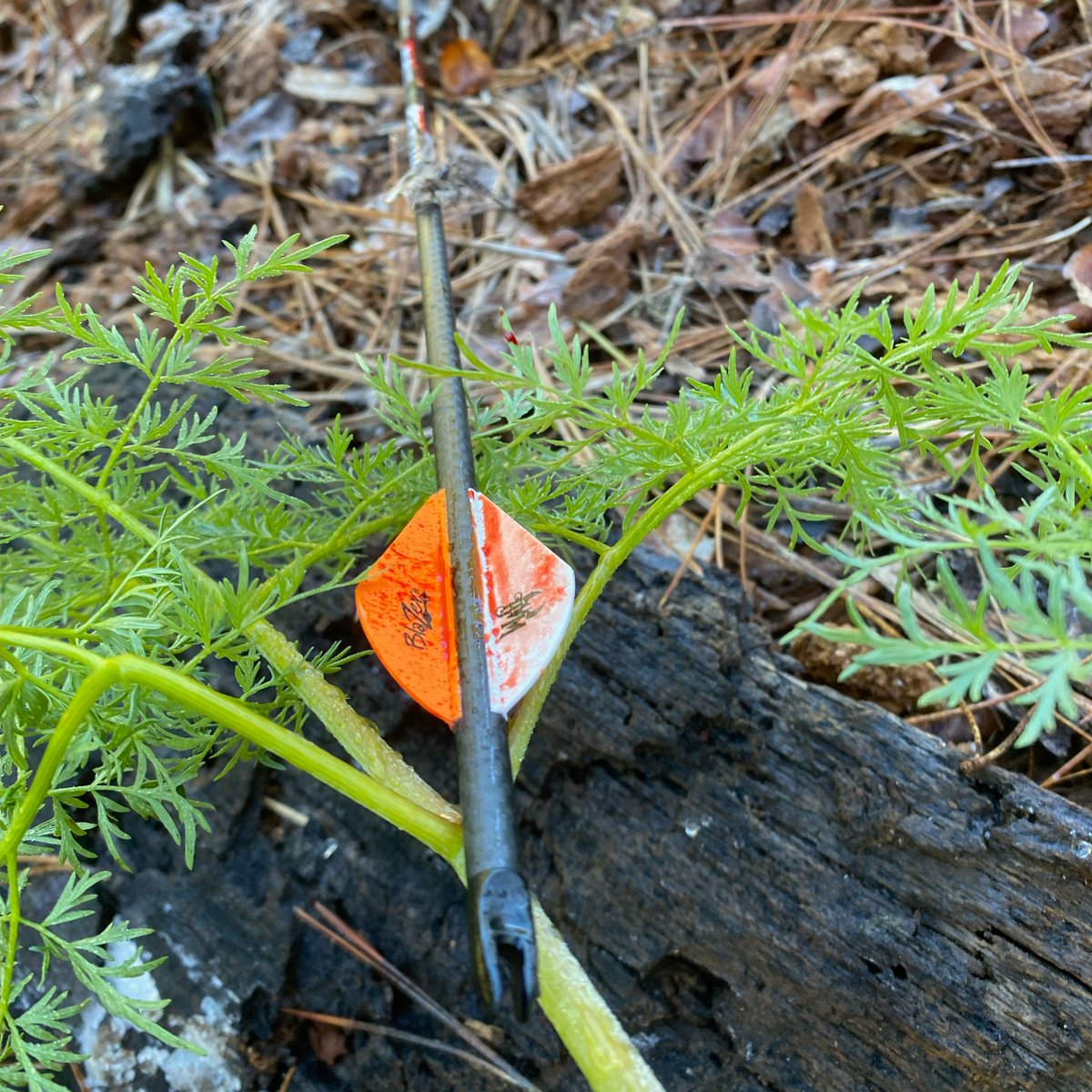 SiriusArchery's tweet photo. That’s a good sign!

📸: @bone_maniacs

#siriusarcheryproducts 
#makingyoumorelethal 
#GetSirius #tuffheadbroadheads #GetTuff
#hunting  #whitetailhunting #elk #elkseason #whitetaildeer #deerhunting #deer #saddlehunting #huntingislife #huntinglife #huntinglifestyle #huntingseason https://t.co/YpF8O7iTqz
