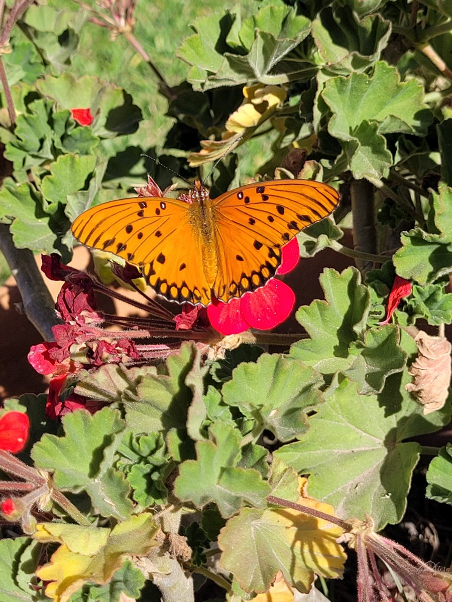 <a href="/2010_Na/">nadiadalessandro.ph</a> las más lindas visitas en el jardín