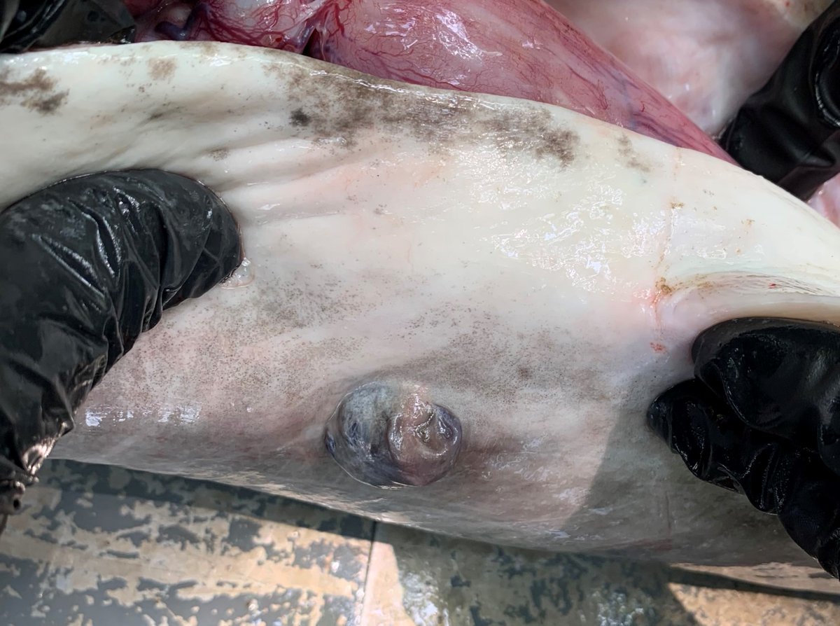 SRiderfishbio's tweet photo. Every net yesterday and today had #paddlefish along with buffalo, catfish, and Alligator Snapping Turtle feasting on the bounty in them. But the interesting part was the protrusion from one paddlefish that appeared to be the spleen (?) protruding thru the body cavity. #Polyodon https://t.co/0gx6aVzqjg