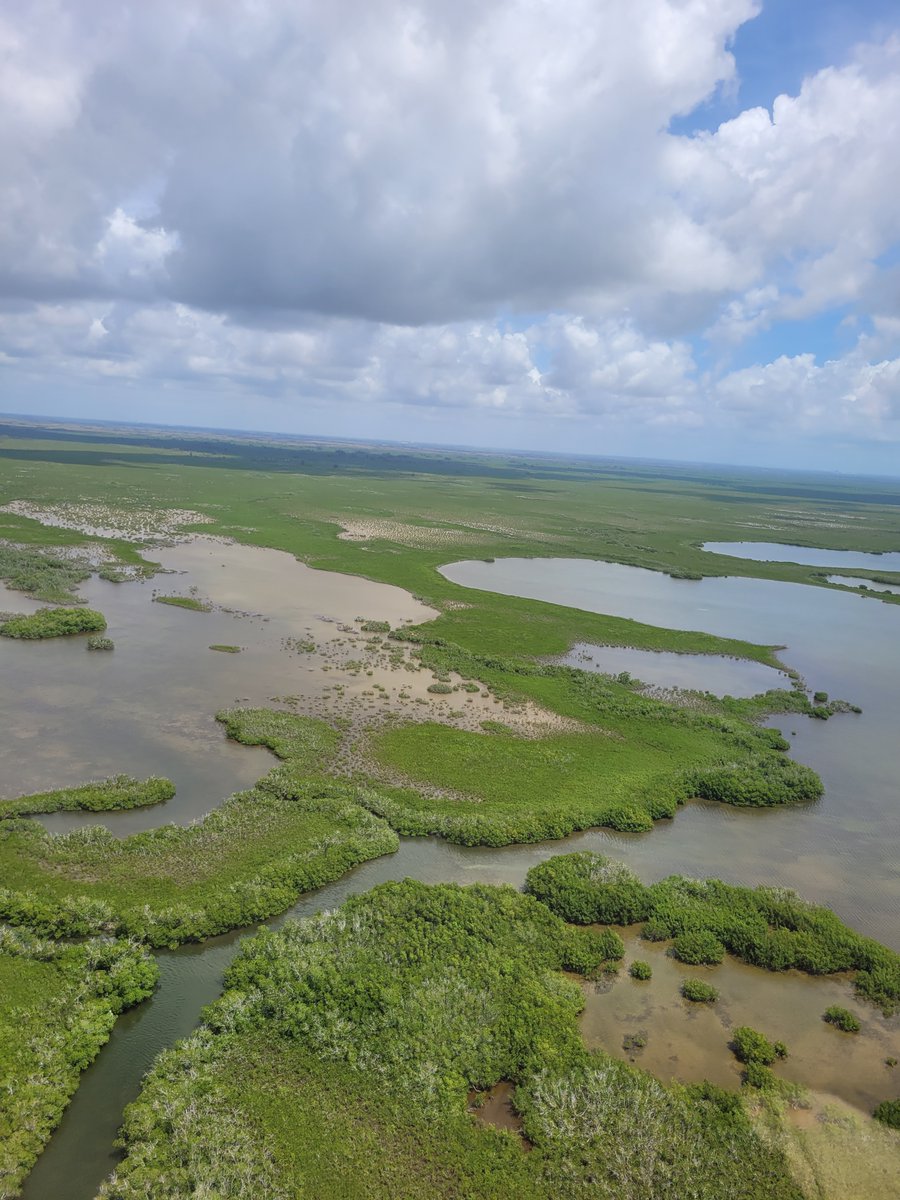 Wesley_R_Brooks's tweet photo. #BBSEER is the first #Everglades project designed to counter + adapt to #SeaLevelRise. @SFWMD scientists are advancing the Everglades Mangrove Migration Assessment (EMMA) study to help determine the potential of management interventions to stimulate mangrove system responses. https://t.co/zIVEKXHpWt