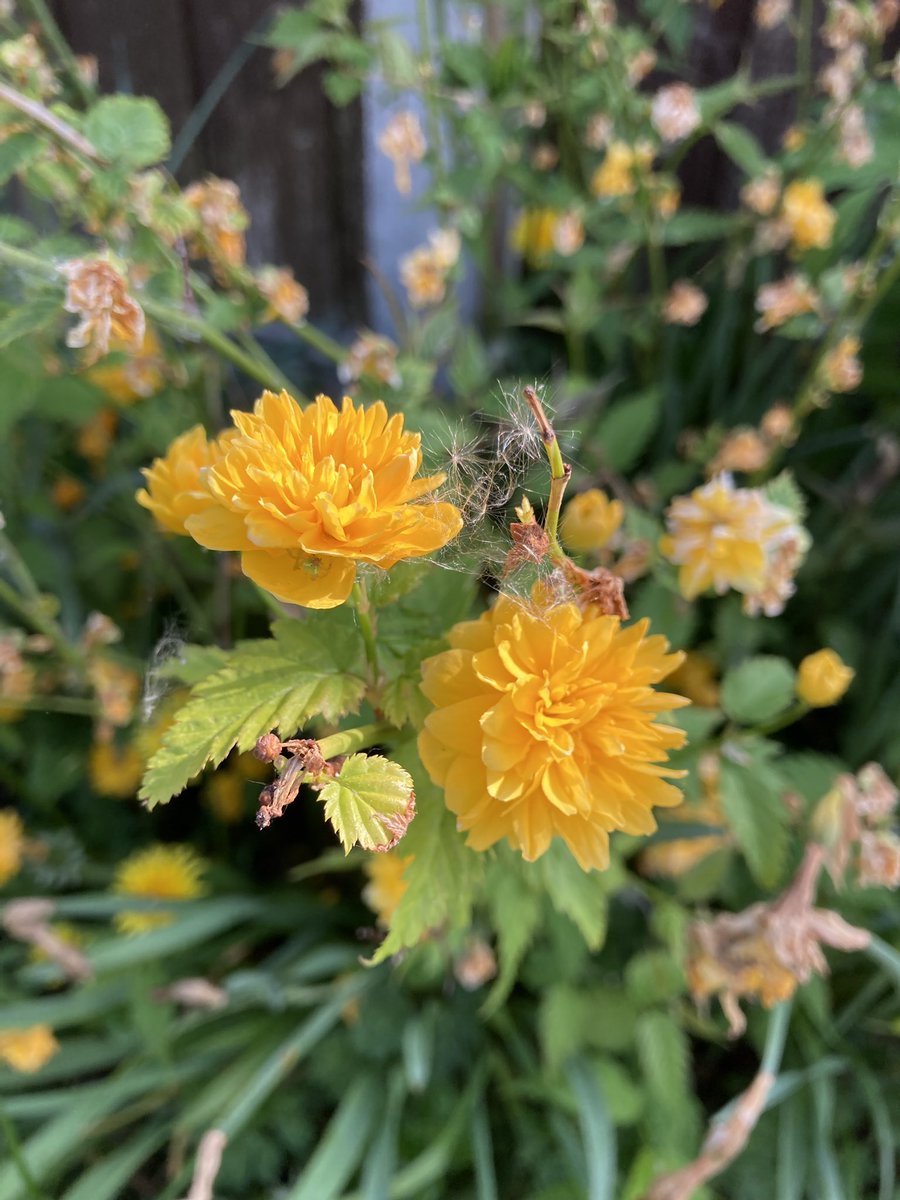 Excited for gardens world…. I took picture of this little fella earlier today, no idea what it is, but I keep cutting it back and it Keeps regrowing ☺️#gardening #GardenersWorld #plants