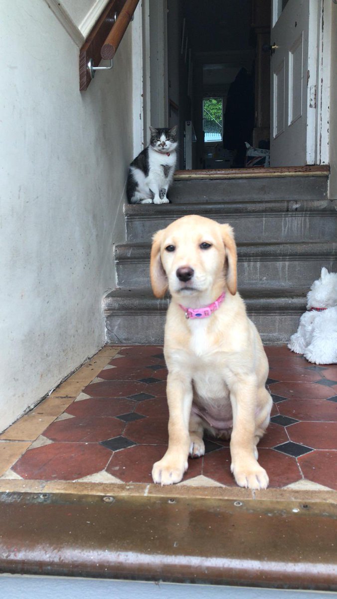 PrincessMeado16's tweet photo. Say hello to my new slave, I mean family member Skye. https://t.co/khHGHzANon
