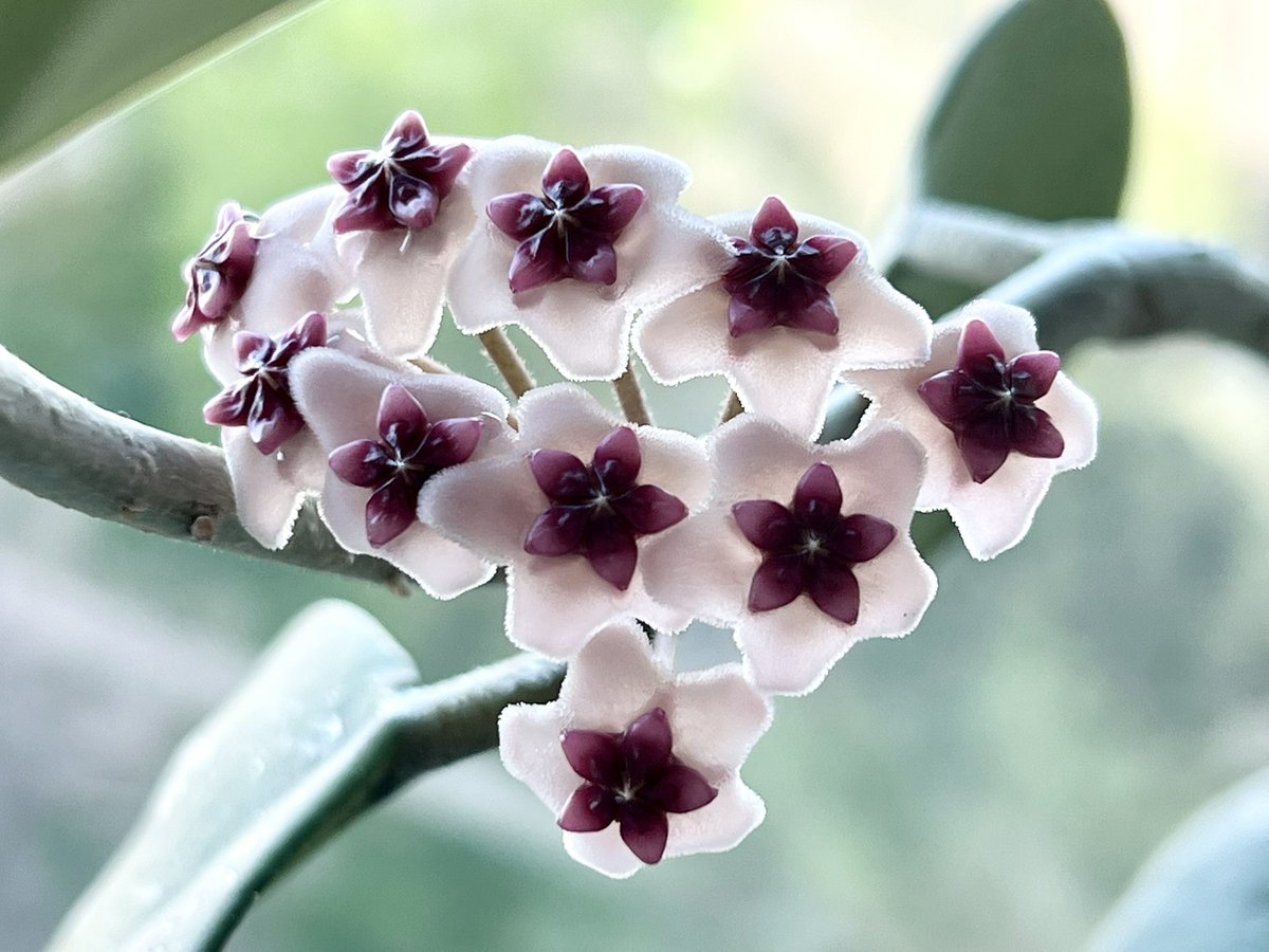 armargolis's tweet photo. My lab Hoya is blooming and it smells amazing! 

Now lab smells like an interesting mix of stinky stinky Salmonella and lilacs. 

Not sure if this is better or worse than usual 🤔 https://t.co/3j7E50Yltj