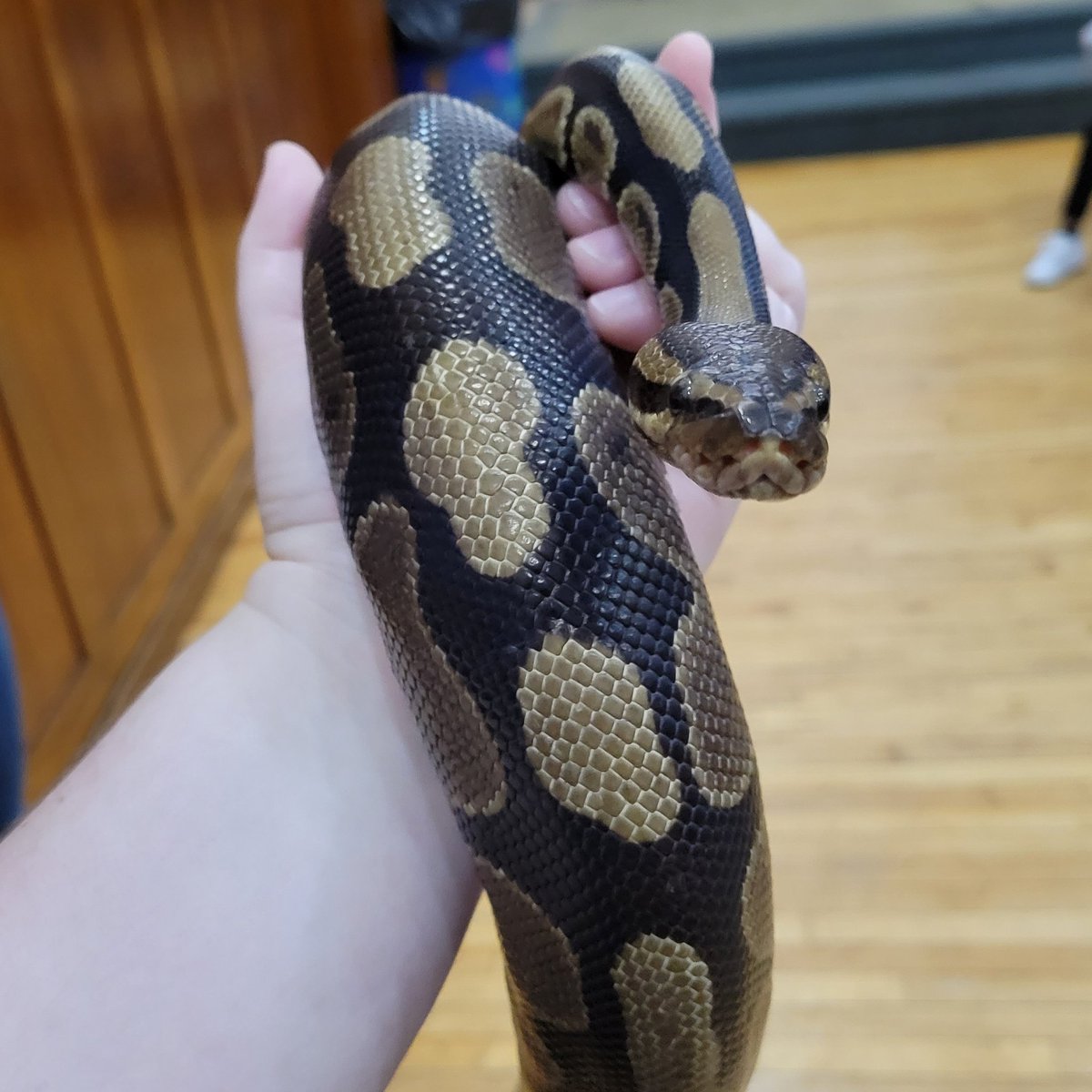 ImaginationStat's tweet image. Athena is very happy to be inside on this rainy Thursday. Stop by this Saturday at 2pm to see her and her friends for our snake feeding! 
#imaginationstationnc #ballpython #snakefeeding