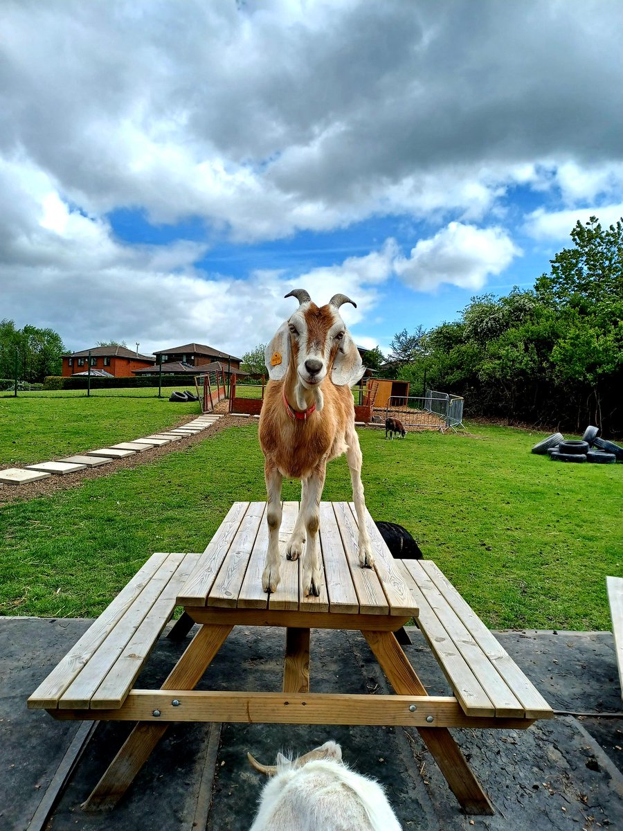 CornforthNicola's tweet photo. Great lesson on the school farm today checking all the animals were in tip top shape @NicolamorrisOl1 
@Livvi_Fay 
@LeverParkSchool https://t.co/T89QZ3osRr