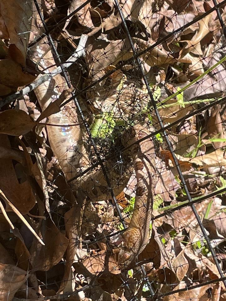 snakestack's tweet photo. Looking to confirm ID of this poor  guy @AlongsideWild pupils kinda look vertical https://t.co/oodWTFoW7s