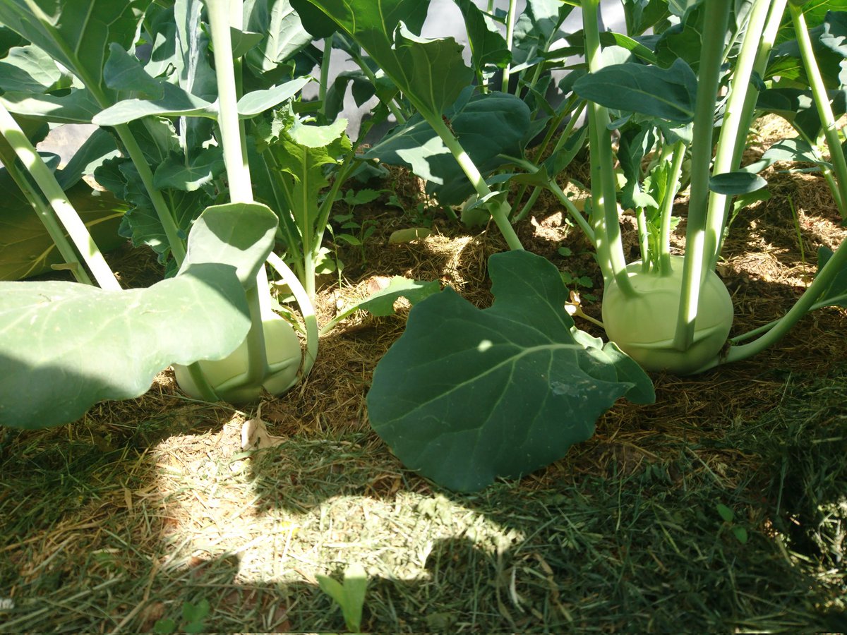 Erste #kohlrabi erntereif 😊