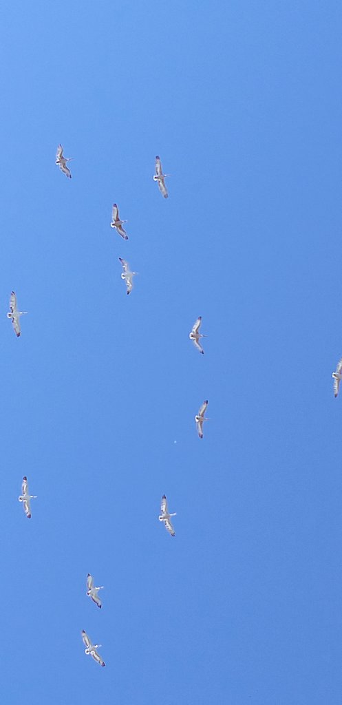 Spring signs.
 Birds 🔛🔝 of my yard !!
#NFT world ‼