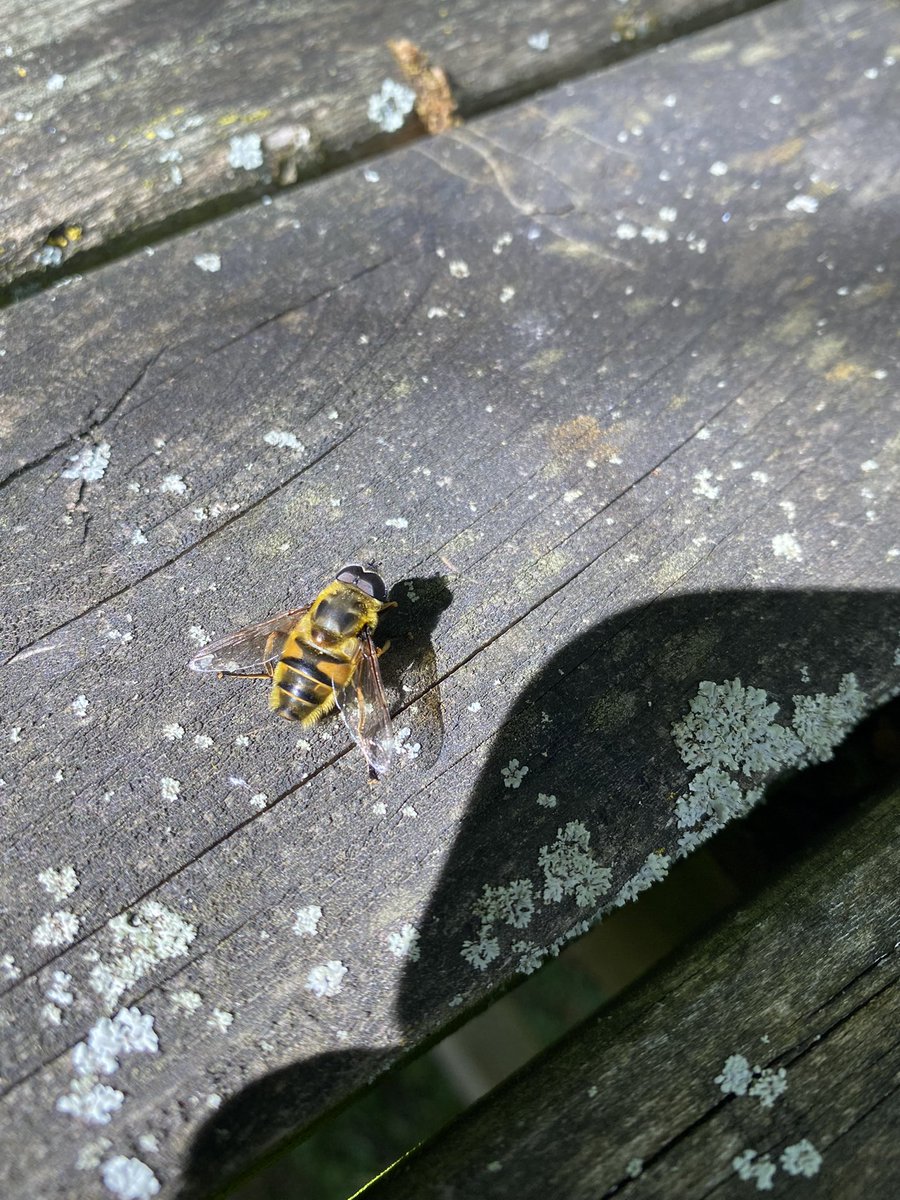 CowleyTomEnto's tweet photo. Myathropa florea I believe #diptera #hoverfly https://t.co/QXTYawUHDq