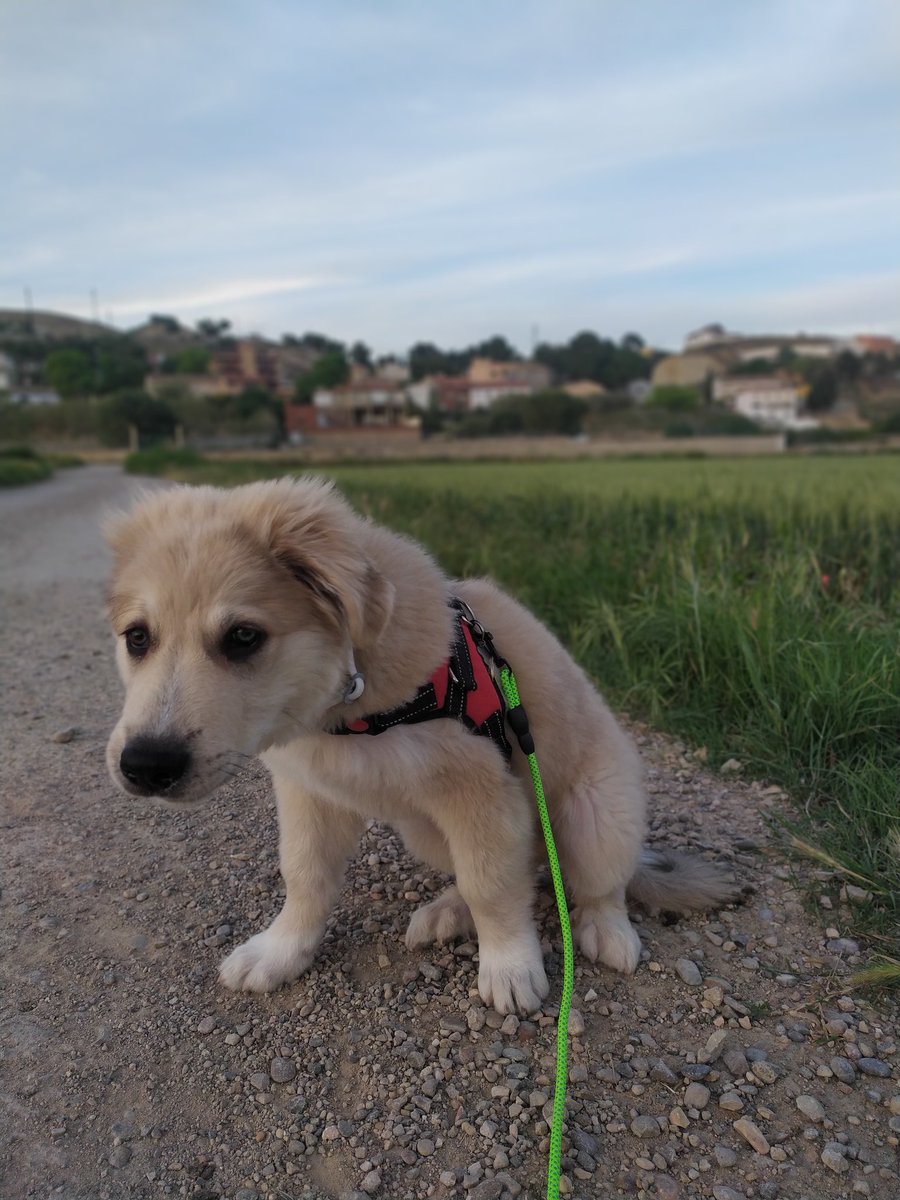 Maxi Campo tweet media