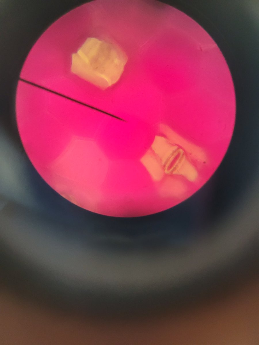 Year 10 looked at the leaves from Tradescantia and considered the distribution of stomata on the upper and lower surfaces.  #microscopy #plantbiology