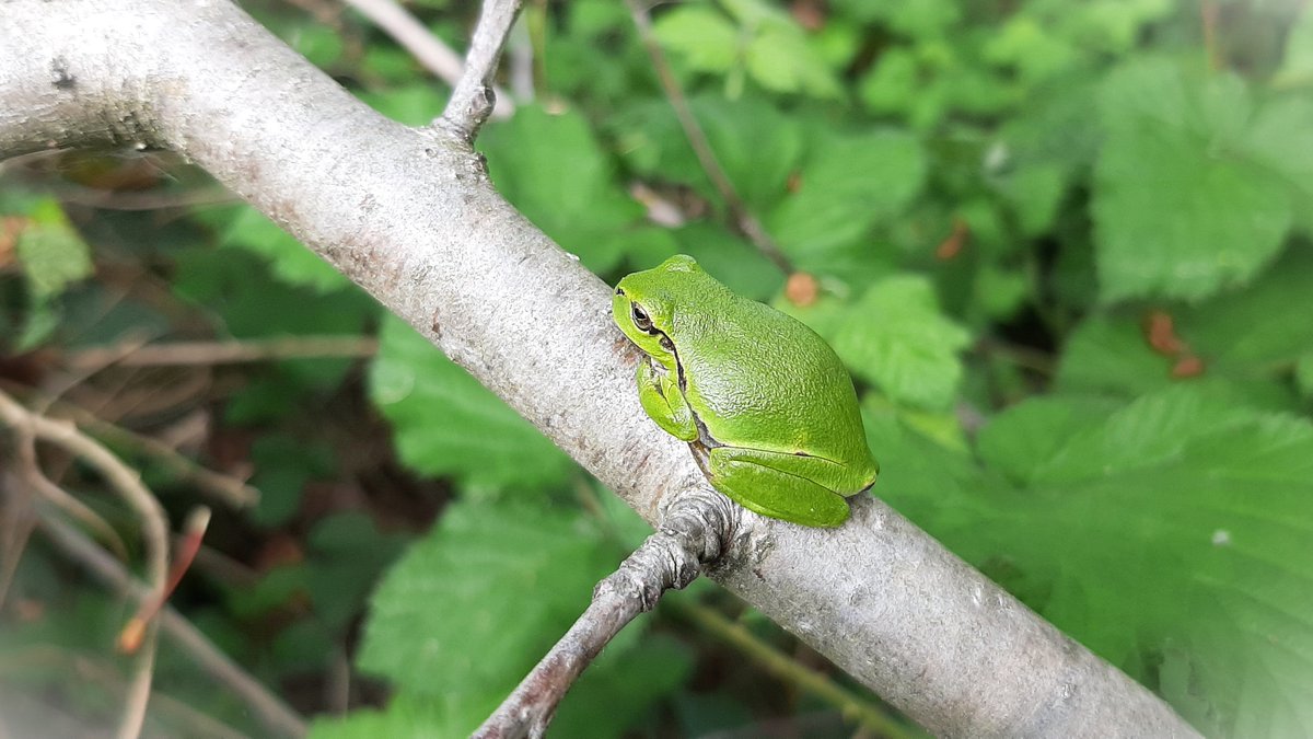 inja5248's tweet photo. #boomkikker ze zaten met velen te chillen in 't zonnetje 🐸 je hoeft echt niet te zoeken in de #Doort tijdens 'n wandeling vallen ze gelijk op tussen de bramenstruiken 💚
@staatsbosbeheer https://t.co/yHa30q087W