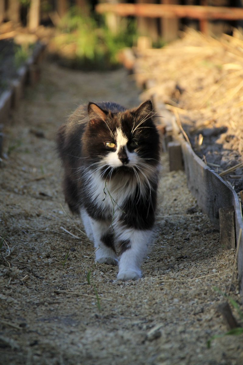 Helen18174248's tweet photo. Mister cat😸😸#photo #photo #catboy #GoodEvening https://t.co/bz0Gfy2m83