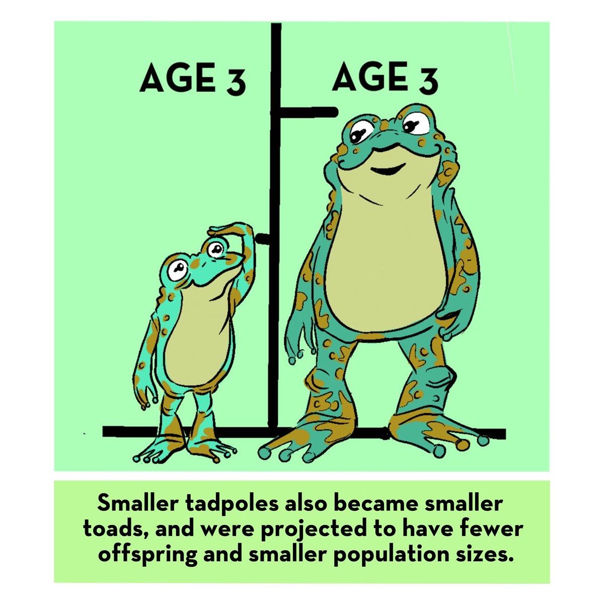 SinlanPoo's tweet photo. Despite being the same age, #toadlets from #cryopreserved sperm were smaller upon #metamorphosis.
#BigToadLittleToad #amphibians #frog #HypnoToad @amphibianne @AllyBogi @abstractbryan @HerpLeague 6/7 https://t.co/YW4t1aioMz