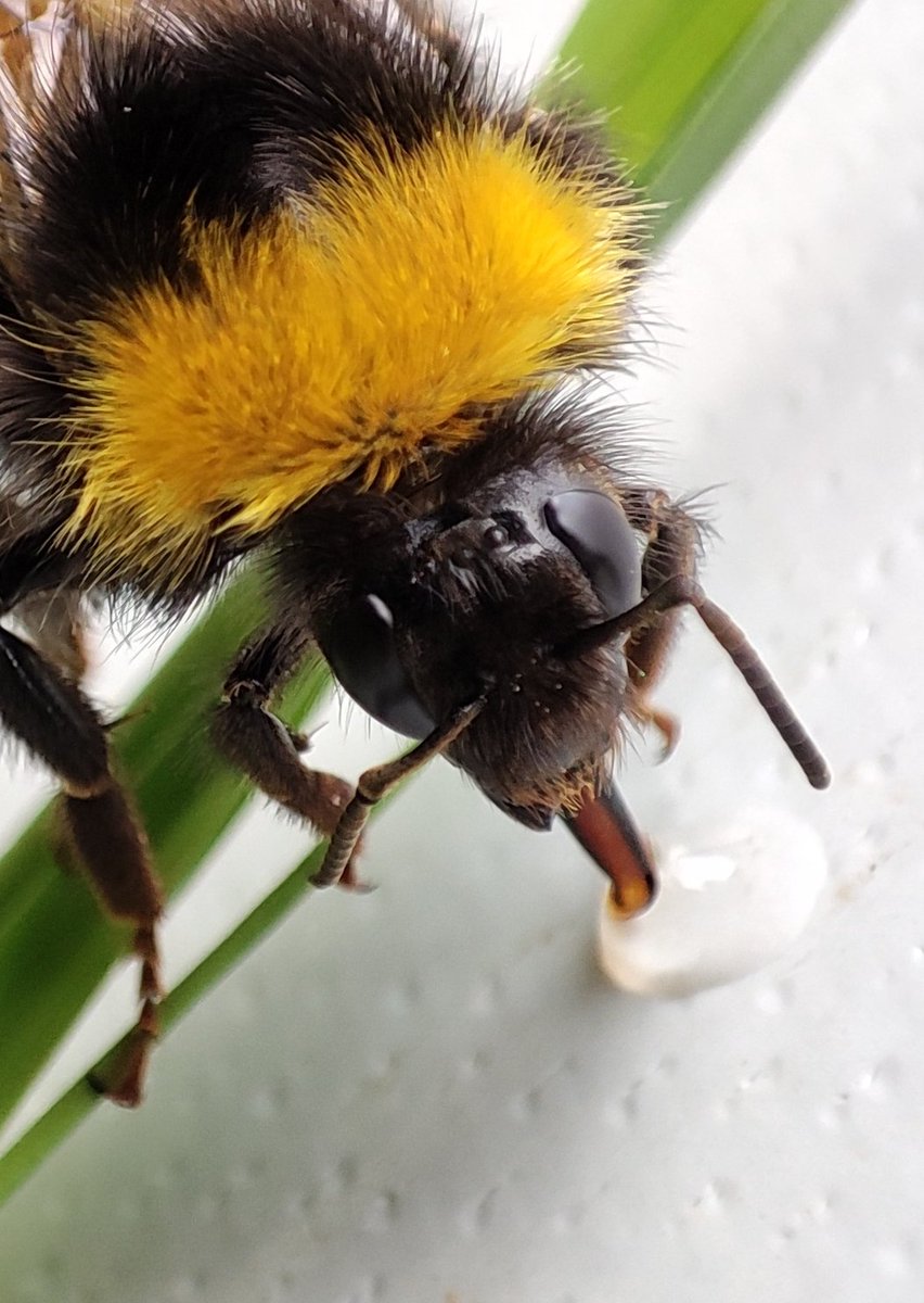 UrrestiIker's tweet photo. 🐝🥤💧
#macro #erlea #bee https://t.co/4ctYjsXqxh