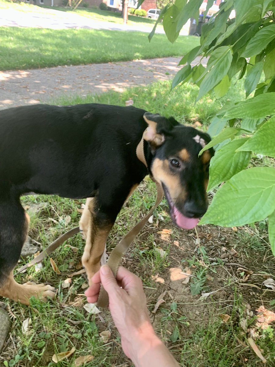 PawPlan's tweet photo. ~Happily waiting on Lauren, a new, first-time #foster for PAFP Inc! ๐
~Finding good and willing #petfosters is hard, so having a new one on board is a BIG deal ๐ฅณ๐พ๐๐! #thankyou #fosteringsaveslives #fosterbased #petrescue #pets belong in planning. #putitinwriting #petlegacy https://t.co/yyEvCWMiwP