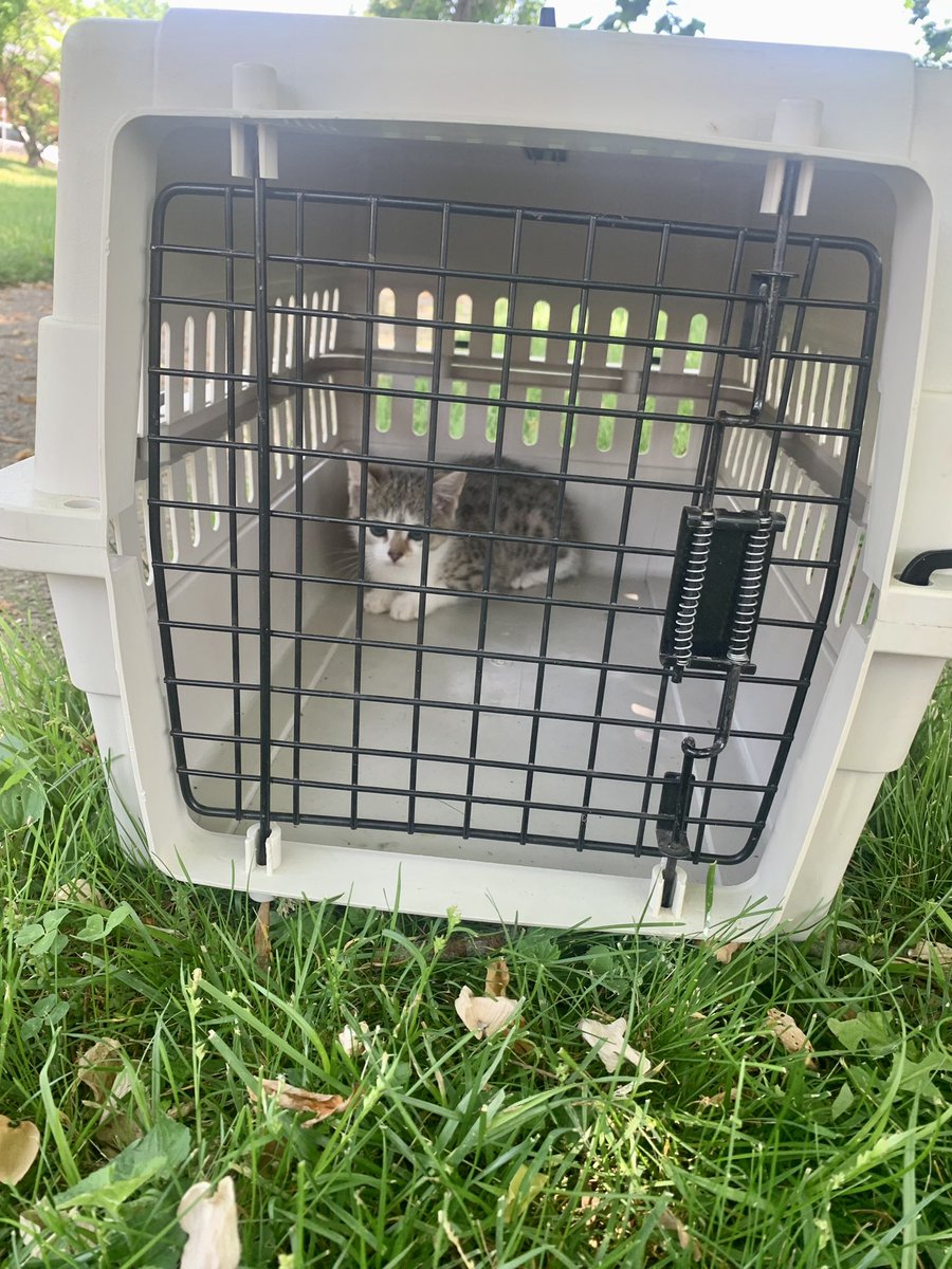 PawPlan's tweet photo. ~Happily waiting on Lauren, a new, first-time #foster for PAFP Inc! ๐
~Finding good and willing #petfosters is hard, so having a new one on board is a BIG deal ๐ฅณ๐พ๐๐! #thankyou #fosteringsaveslives #fosterbased #petrescue #pets belong in planning. #putitinwriting #petlegacy https://t.co/yyEvCWMiwP