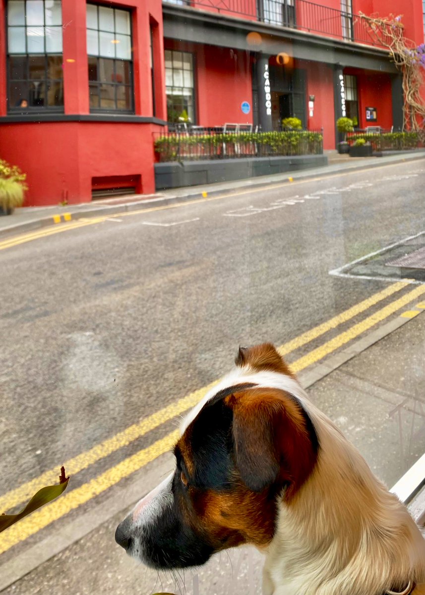 AledHall's tweet photo. Guard dog newydd gyda @DiodLlandeilo Cadw llygad ar pethe i ti @AledTyllwyd 😜
#TwmLlandeilo

@DiodLlandeilo have got a new guard dog…keeping a close eye on Llandeilo #Twm❤️
@HCynwal @Wenfro @emlynevan @IfanHuwDafydd @sharonhafmorgan @MagiGriffith @YDraigGoch10 
#Bewareofthedog https://t.co/ZPFBpBRIBt
