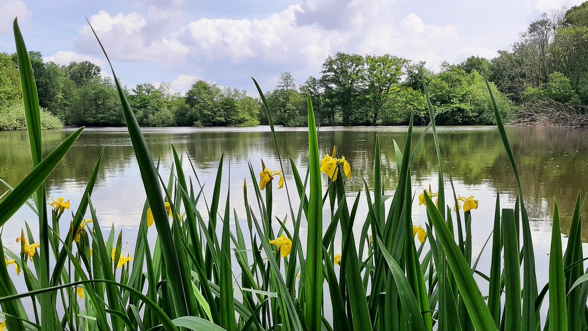 inja5248's tweet photo. de #leemkuilen in de #Doort #MiddenLimburg 💚
wat een rust...genieten!
@staatsbosbeheer https://t.co/c3zwhIWgPa
