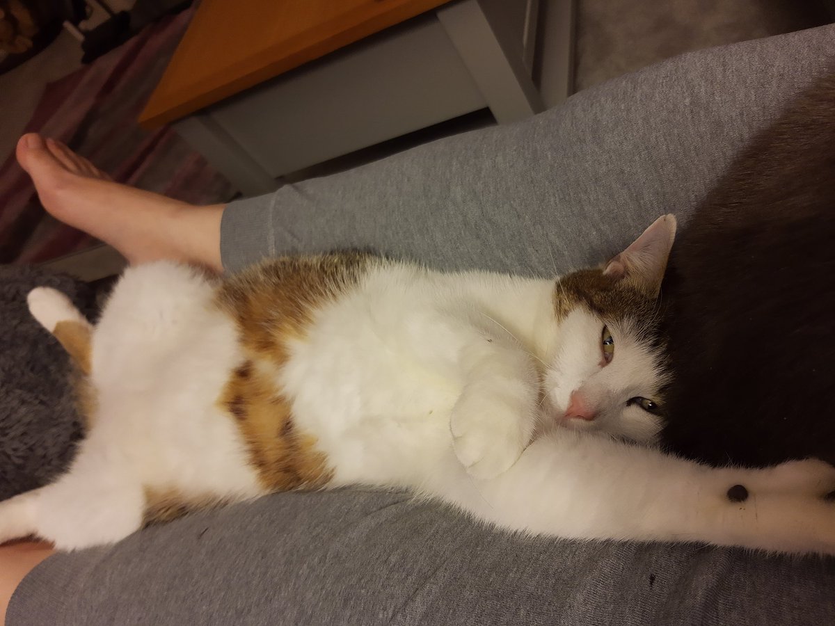IvanandFelix's tweet photo. Cuddling my big brother. 🐾😻

#cats #CatsOfTwitter #thursdayvibes #snugglebutt https://t.co/2Q3Kl13Hnm