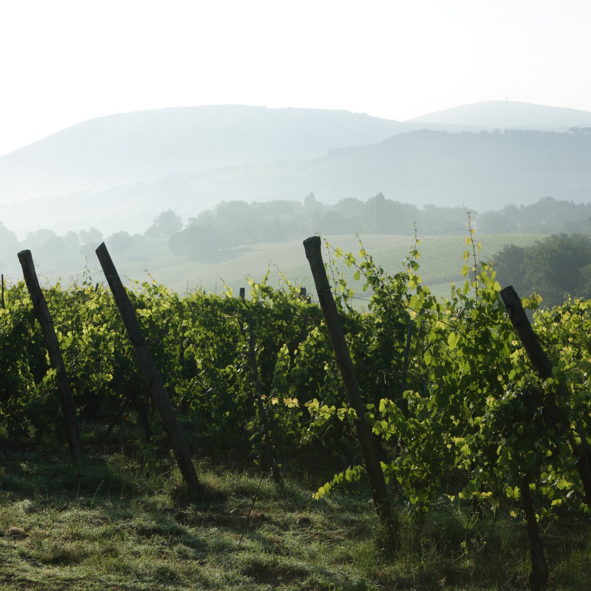 polanerselect's tweet image. Collestefano 2021 Vericchio arrives shortly! Fabio Marchionni makes super fresh Verdicchio whose style comes across more Alto Adige than Marche. 
​photos by @the_accidental_italian