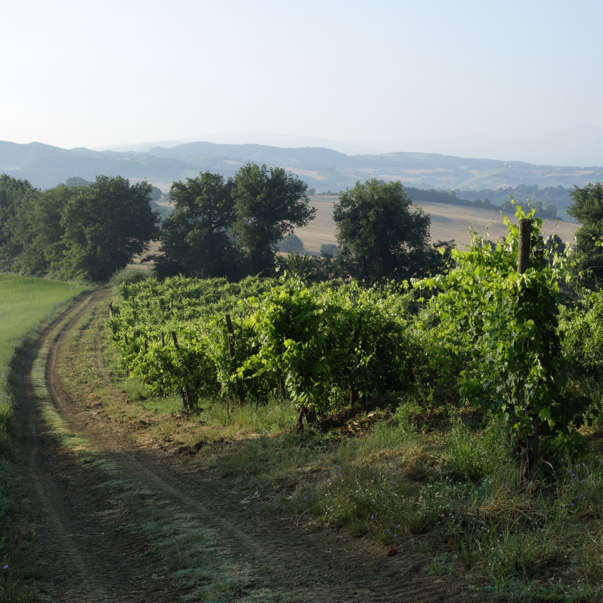 polanerselect's tweet image. Collestefano 2021 Vericchio arrives shortly! Fabio Marchionni makes super fresh Verdicchio whose style comes across more Alto Adige than Marche. 
​photos by @the_accidental_italian