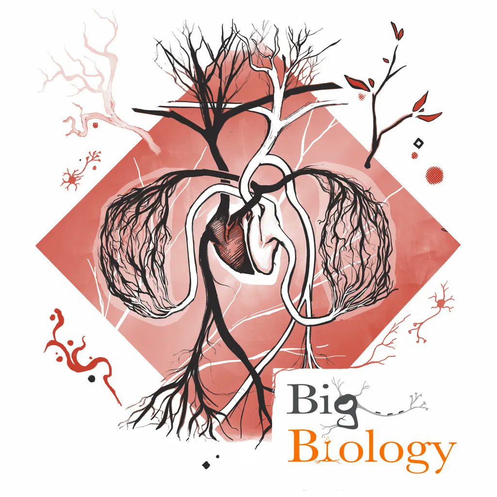 Episode 84: “Fractals in the foliage” 
A conversation with <a href="/VanMSavage/">Van Savage</a> of <a href="/UCLA/">UCLA</a> about the branching #networks in all living things, how they change with scale, and the universal rules that govern them.

#biology #scicomm 
<a href="/UCLAEEB/">UCLA EEB</a> <a href="/CompMedUCLA/">UCLA_Computational Medicine</a> <a href="/sfiscience/">Santa Fe Institute</a>

buff.ly/3l2wKsV