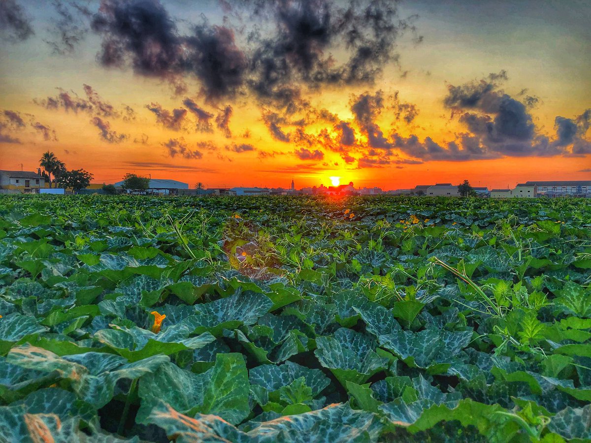 inmaferriol's tweet photo. When you grow surrounded by these views you learn to appreciate the importance of #PlantHealthDay and the study of 🌱-🦠-🐞 interactions. Credits 📷: a full-time grower and part-time photographer (not me). #cucurbitcrops; #HortaNordValencia; #SanidadVegetal https://t.co/kl3VQIKiaq