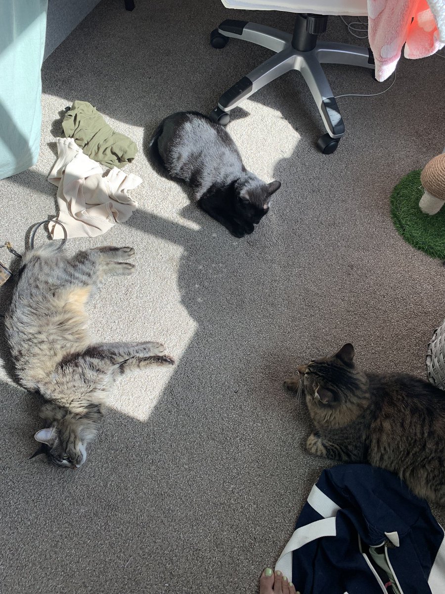 mnirakhn's tweet photo. they’re summoning the cat devil https://t.co/s1iQFBWaGx