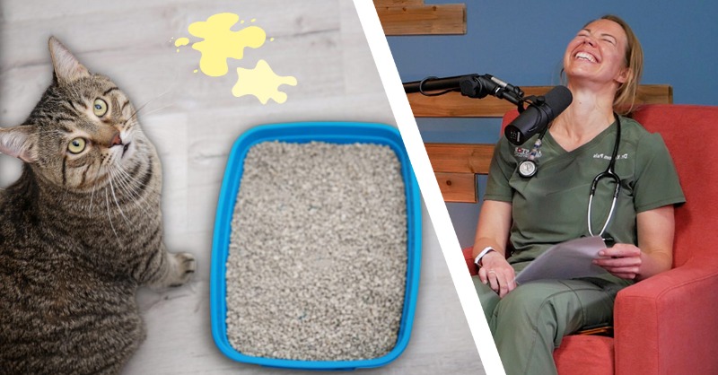 AllStarVet's tweet photo. Welcome to another episode of The Veterinary Roundtable! In this episode, the ladies discuss their favorite caffeinated beverage, All-Star having Saturday hours, answer a great question from Lorry Gilliam, and more!