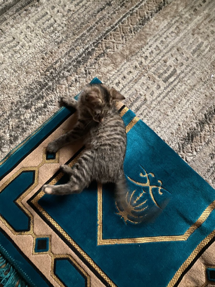 76 Bachmo tweet media